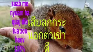 เสียงกระรอกตัวลูกต่อเช้าดี_suab me nyuam na quaj dib tuaj zoo heev