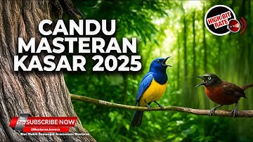 🔴Masteran Kasar Bikin Candu Cucak Cungkok Gacor vs Tepus Kepala Abu Abu Gacor Saling Tembak Kasar