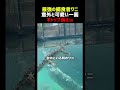 ワニの意外と可愛い一面6連発