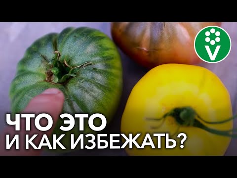 ЖЕЛТЫЕ ПЛЕЧИКИ ТОМАТОВ. Почему помидоры созревают неравномерно?