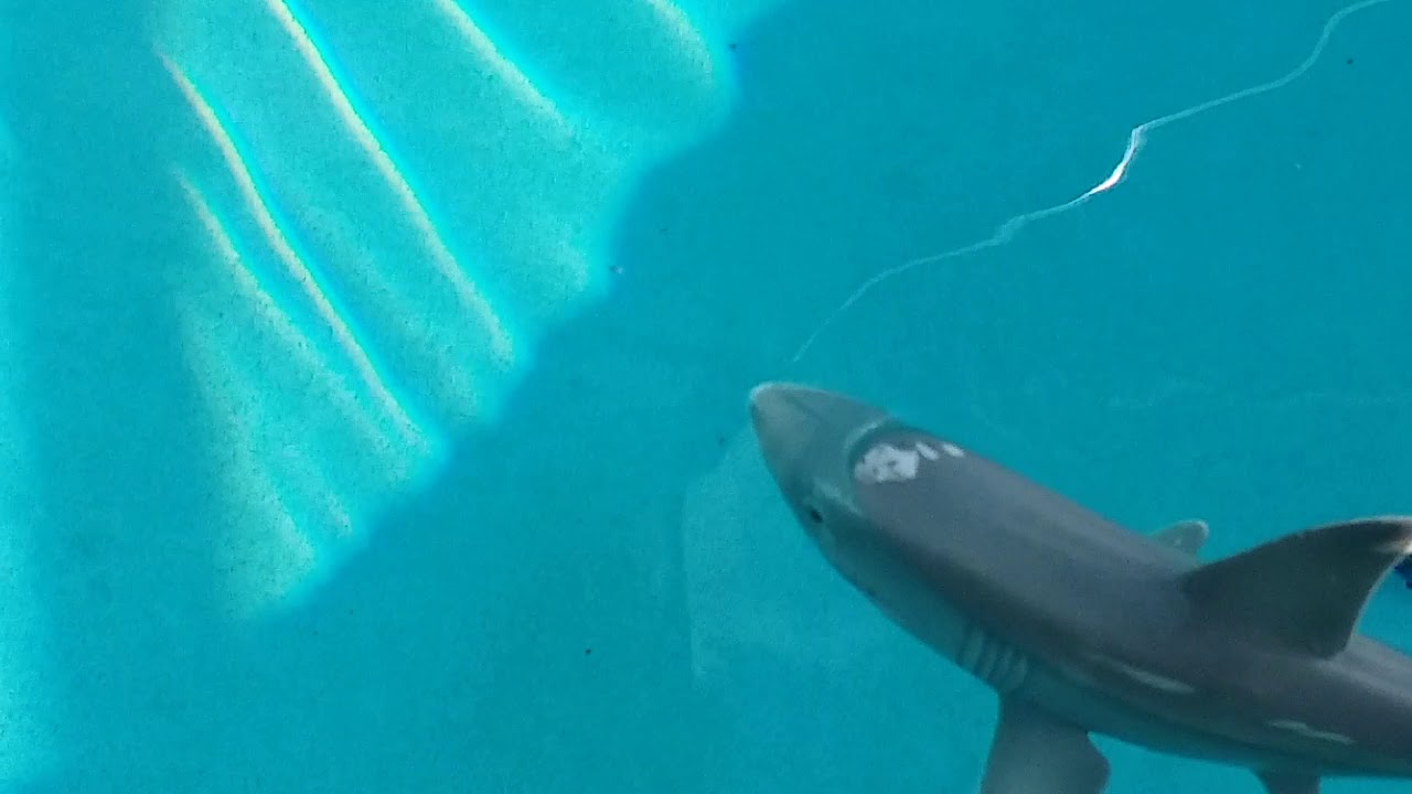 Great White Shark swims in the Pool YouTube