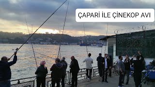 ÇAPARİ İLE ÇİNEKOP AVI !! VE TAKIM BİLGİSİ !!! İSTANBUL BALIK AVI !!! #fishing #fish #sea #balık