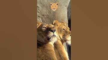 Lioness Sunbathing #shorts Video - #lioness #lion #shorts 🦁
