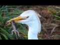 Egret eats Gecko in Naples Florida