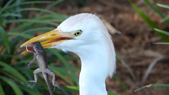 Egret eats Gecko in Naples Florida