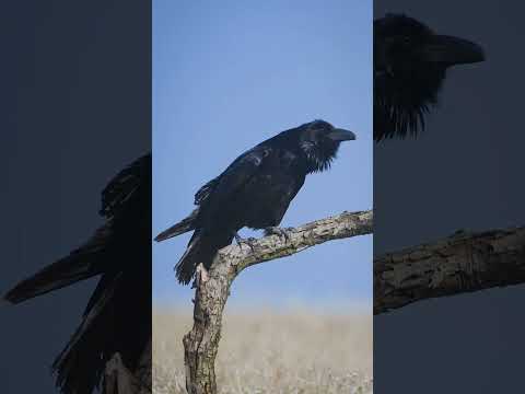 Video: Burung Corvid: penerangan, foto, diet, ciri dan ciri spesies