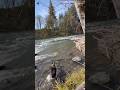 New swim hole! #springvibes #germanshepherd #gsds #pnwvibes #riverdog #waterdog #swimming #oregon