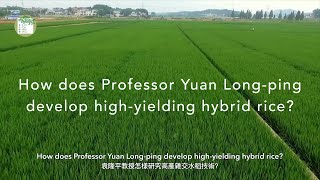 How Professor Yuan Long-ping develop high-yielding hybrid rice? 袁隆平教授怎樣研究高產雜交水稻技術？