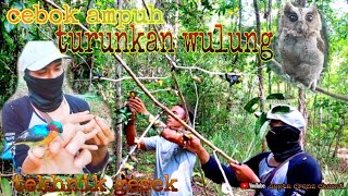 Download lagu Memikat Kolibri Wulung Di Alam Liar Menggunakan Burung Hantu || Asli Panen.