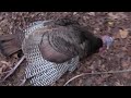 Double Barrel VA Turkey Opener 2022