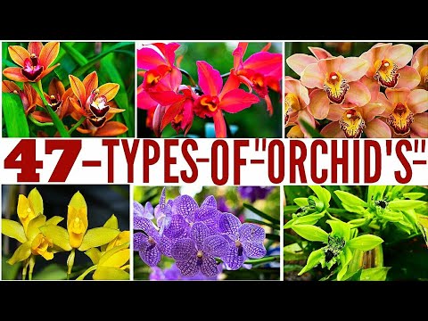 47 Types Of Orchids / Types Of Orchids / Category Of Orchids/Variety Of Orchids/Orchids Cultivation