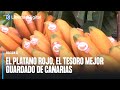 El pltano rojo el tesoro mejor guardado de canarias