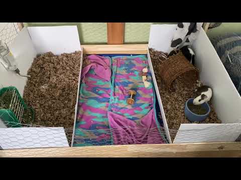 DIY Guinea Pig