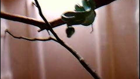 female green tree python candual luring