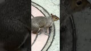 Kew Gardens New York — Kew Gardens, Queens, NY — community video