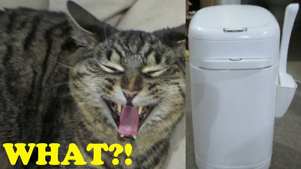 DIAPER GENIE FOR CATS?! - Radical Riley 