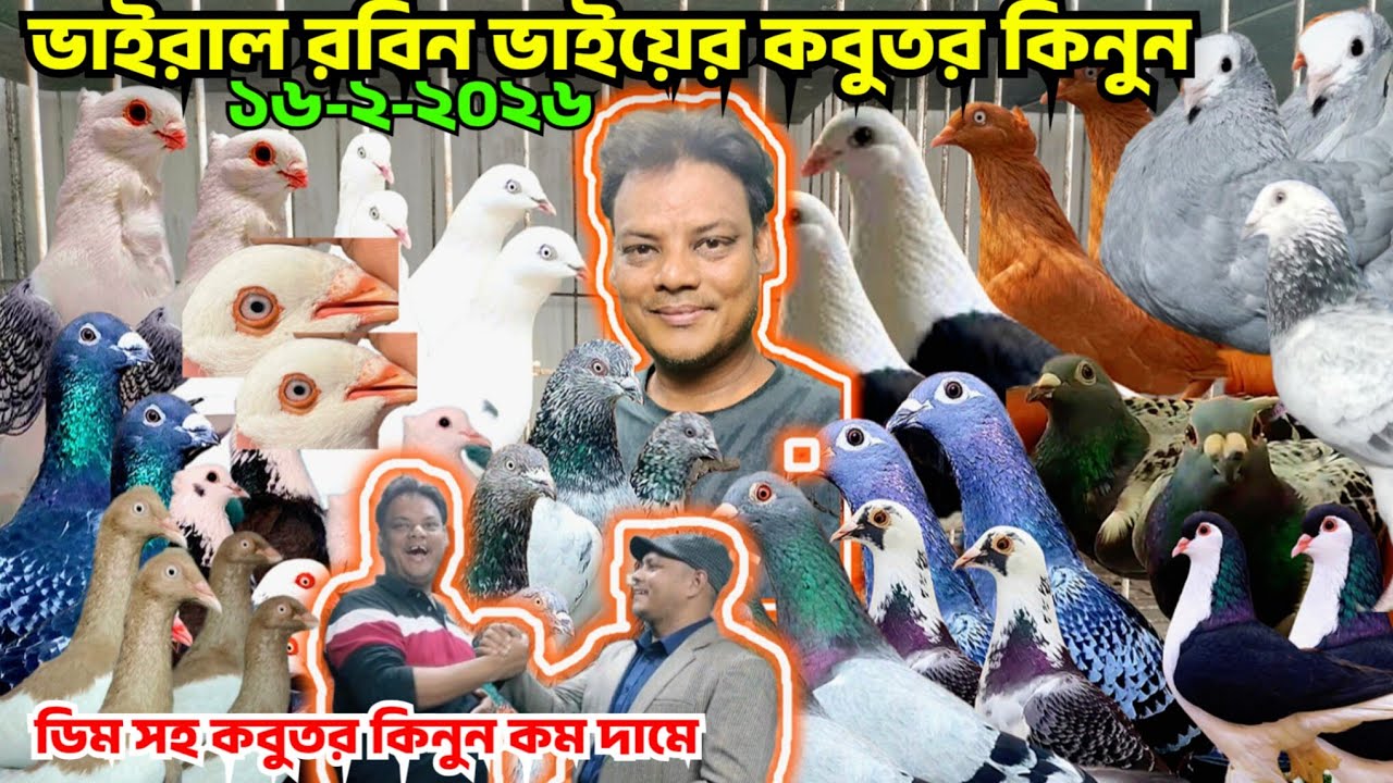 ভাইরাল রবিন ভাইয়ের কবুতর কিনুন কম দামে। ডিম সহ কবুতর বিক্রি হবে সবচেয়ে কম মূল্য। গিরিবাজ, রেসার। 