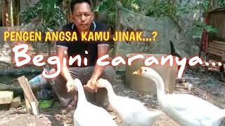 ●CARA MENJINAKKAN ANGSA PUTIH