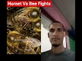 Hornet Vs Bee Fights #animalfightclub #animalfights #wild #wildtv