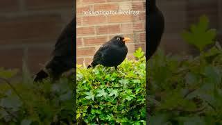 waiting for Breakfast #breakfast #blackbird #birdspecies #birds #youtubeshorts