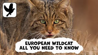 Everything You Need To Know About The European Wildcat