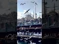 “Martılar, İstanbul’un şarkısına kanat çırpan beyaz notalardır.” #istanbul #eminönü #madrigal