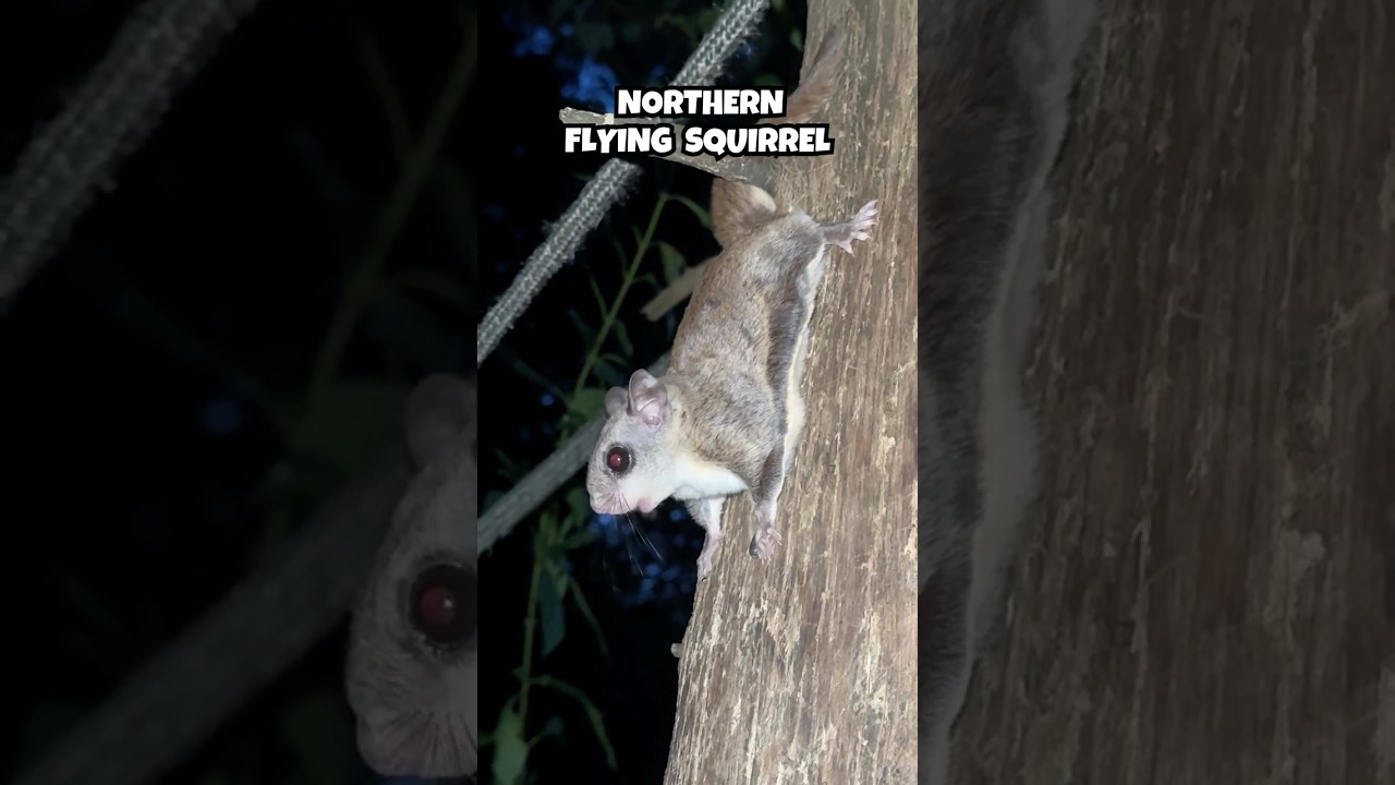 Have you ever seen a Northern Flying Squirrel? 