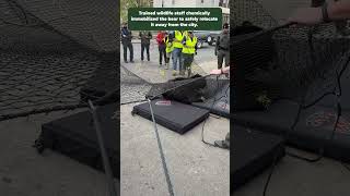 Black Bear in City of Albany Safely Relocated