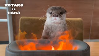 カワウソに燃えさかる炎を見せたらどんな反応するのか？　Otters React to “Burning” Fire Illusion