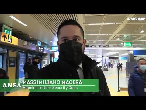 Video: Ciò Che I Cani Dell'aeroporto Possono Rilevare