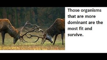 Natural Selection of Animal Behavior