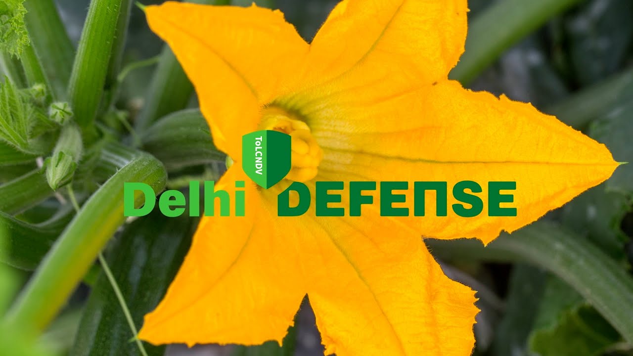 Zucchino Perseverance RZ: resistente al virus New Delhi