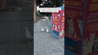 Хитрая птица освоила кошачьи повадки и караулит автоматы с кормом, обманывая туристов.