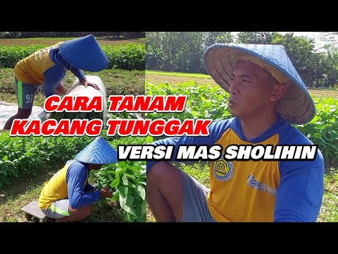 Video: Maklumat Tanaman Kacang Karang: Ketahui Mengenai Penanaman Kacang Karang