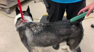 Scanning a Dog for a Microchip