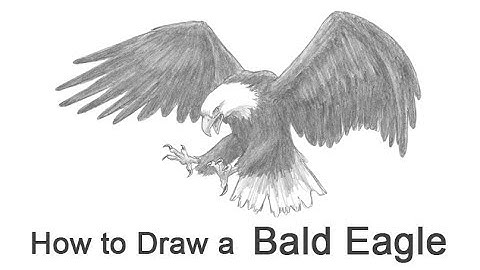 How to Draw a Bald Eagle (Flying / Hunting)