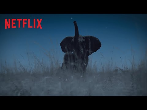 ส่องโลกยามราตรี (Night on Earth) | ตัวอย่างซีรีส์สารคดี | Netflix