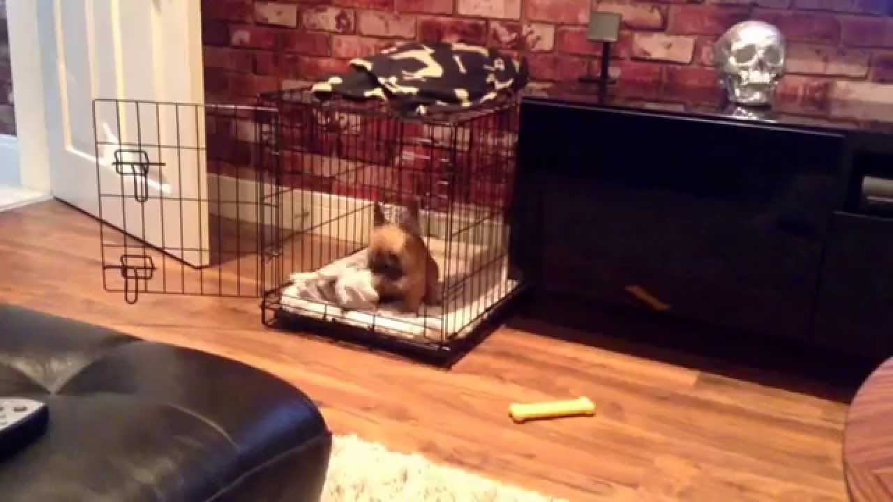 french bulldog crate training