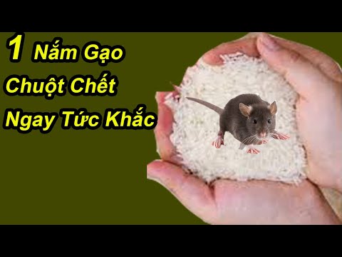 Lấy 1 Nắm Gạo Trộn Với Thứ Này Chuột Lũ Lượt Ra Đi Muôn Đời Không Dám Bén Mảng Tới Nhà Bạn