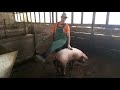 искусственное осеменение свиньи