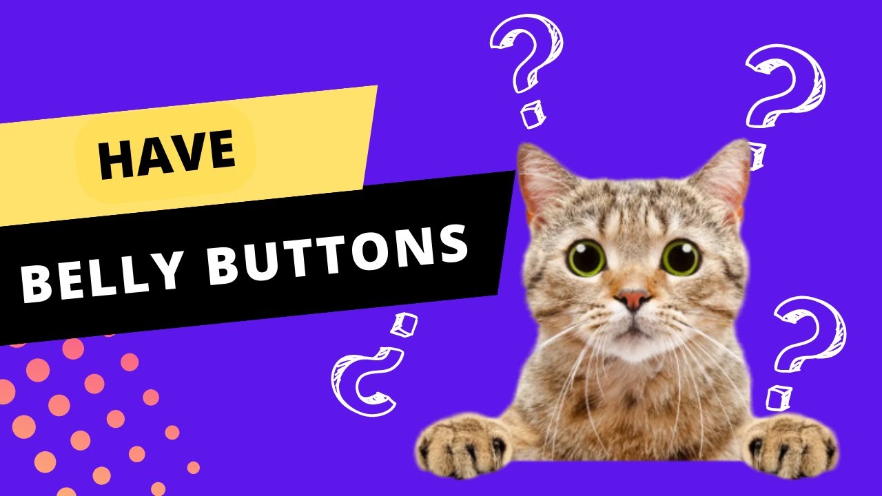 [CATS Mystery] Do HAVE BELLY BUTTONS?