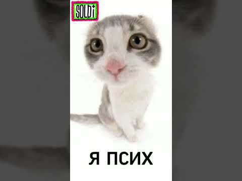 КОТЁНОК#soldi #ы #кот #котята #кошка