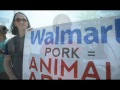 JS VIDEO Walmart Protest Against Animal Cruelty 060413