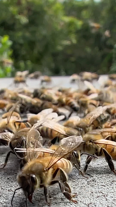 Wow!! So Many worker bees are actively flying around looking for food. #insects #animals #beekeeper
