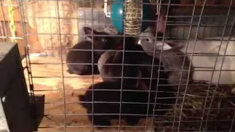 Bunny Kits at 4 Weeks