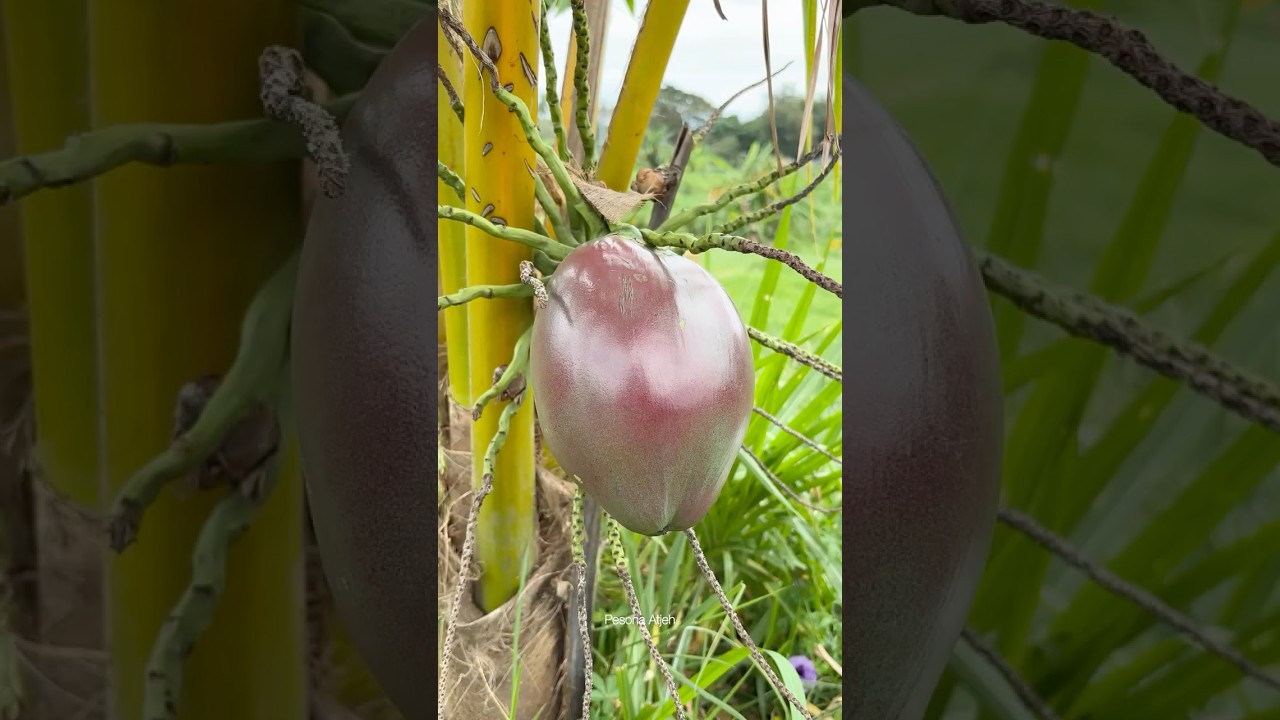 🤩Insanely Fast Coconut Opening Skill – So Satisfying!” 