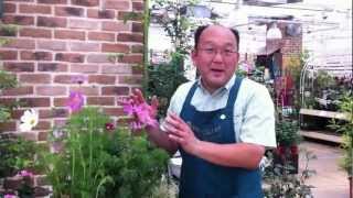 コスモスの花色の見分け方