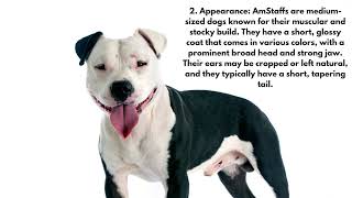 5 Facts About the American Staffordshire Terrier by Daily Life With Dogs 1 view 7 months ago 1 minute, 18 seconds