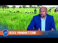 ETHIOPIA S DRIVE FOR RICE SELF SUFFICIENCY SHOWS PROMISING RESULTS MINISTRY OF AGRICULTURE ETHIOPIA S DRIVE FOR RICE SELF SUFFICIENCY SHOWS PROMISING RESULTS MINISTRY OF AGRICULTURE