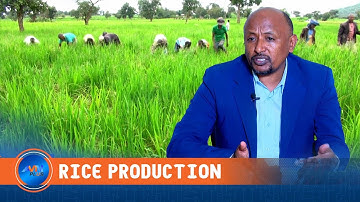 ETHIOPIA’S DRIVE FOR RICE SELF-SUFFICIENCY SHOWS PROMISING RESULTS: MINISTRY OF AGRICULTURE
